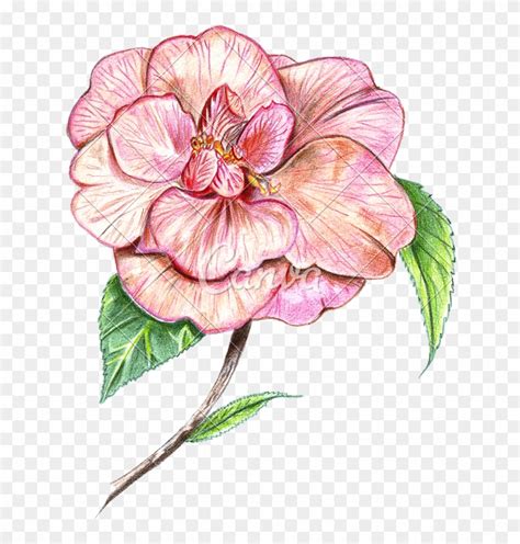 Maybe you would like to learn more about one of these? Camellia Flower Drawing - Drawing, HD Png Download ...