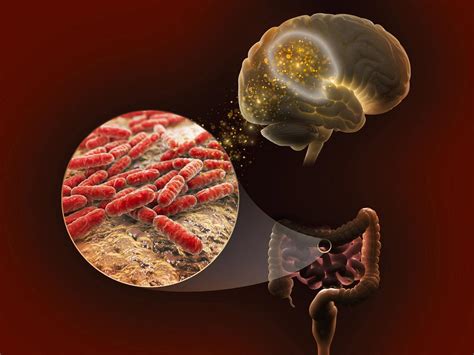 Scientists Explore Links Between Genetics Gut Microbiome And Memory Pnnl