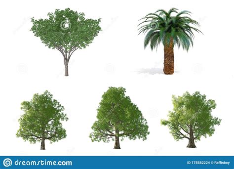 Big Trees Collection Isolated On White Background Stock Photo Image