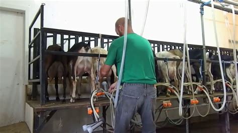 Intelligent Technology Smart Farming Automatic Milking Machine Goat Feeding Cleaning Youtube