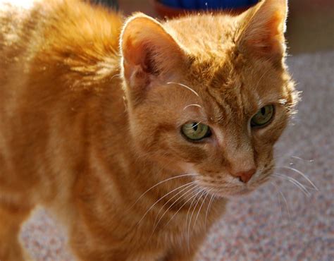 ginger cat ginger cats orange cat kit kat cat names warrior cats book fandoms tabby cat