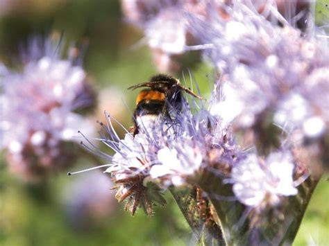 Making your garden an attractive space for an insect starts with food. 25 photos of flowers to attracts bees to your yard! | Bee ...