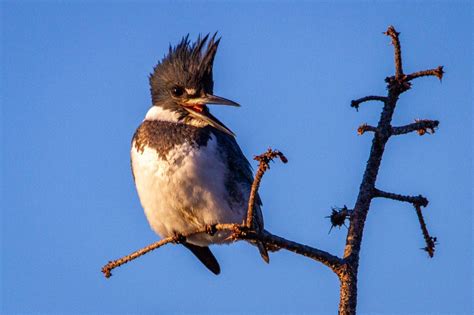 Common Rare And Colorful Birds Of Northern Virginia Photos Where To