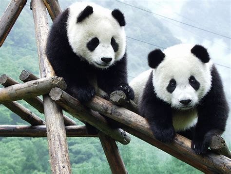 Visit Chengdus Panda Base Sichuan China Chinas Giant Pandas