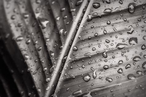 Leaf Rain Macro Photography Photography Macro