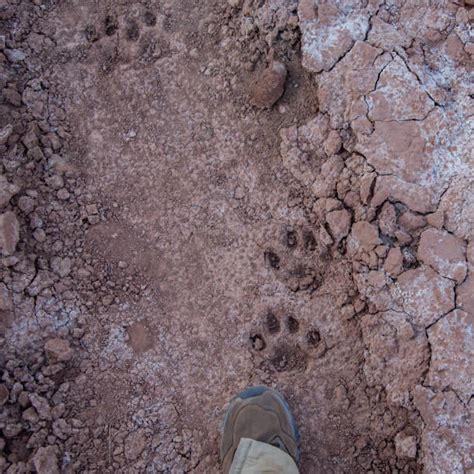 Cougar Footprint Pictures Stock Photos Pictures And Royalty Free Images