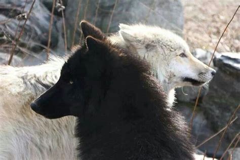 Black And White Wolf Love Grey Wolf White Wolf Black And White Wolves