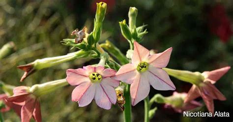 Similarly, it is asked, can you grow nicotiana in pots? Nicotiana Alata: Learn Growing And Care Of Flowering Tobacco