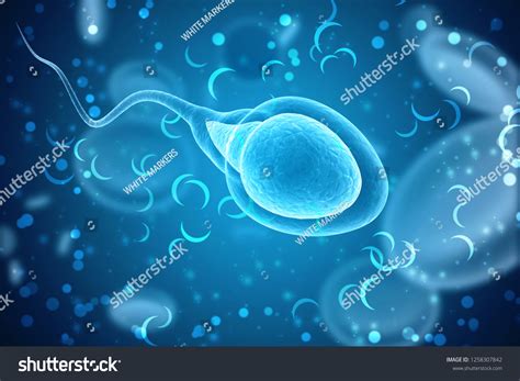 3d Illustration Human Sperm Cell Illustration Stock Illustration 1258307842 Shutterstock