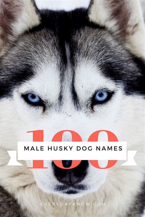 Alaskan Malamute Names Male And Meanings Pets Lovers