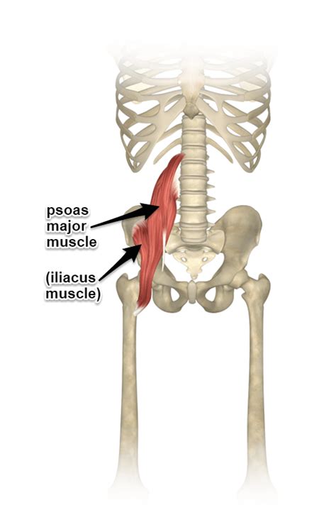 Iliopsoas Muscle Pain Cause Symptoms Treatment And Exercises