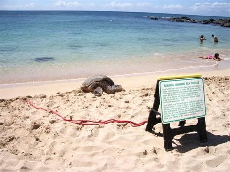 Laniakea Oahu Paradise For Turtle Watchers