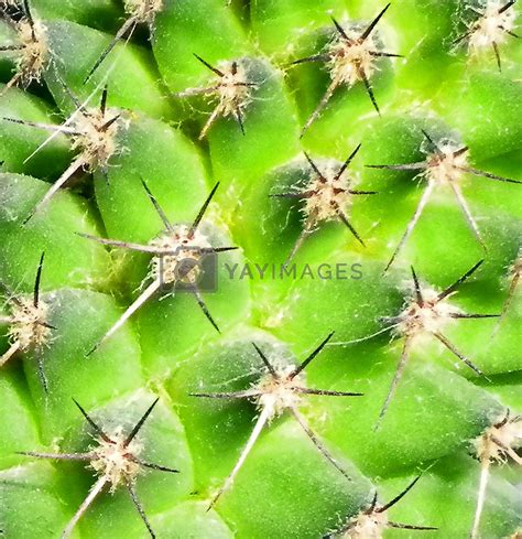 Cactus Texture Royalty Free Stock Image Stock Photos Royalty Free