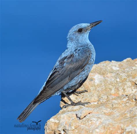 Details Blue Rock Thrush Birdguides