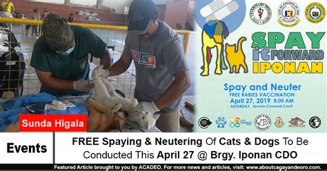 Getting your cat neutered or spayed is a great way of preventing unwanted pregnancies whilst also making your cat less likely to wander far away from neutering is a surgical procedure to prevent your cat from reproducing. FREE Spaying & Neutering Of Cats & Dogs To Be Conducted ...