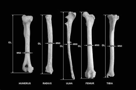 Osteometric Measurements Of Long Bones Long Bone Descriptive Download Scientific Diagram