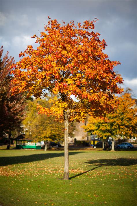 Colorful Tree In Autumn Free Stock Photo Public Domain Pictures