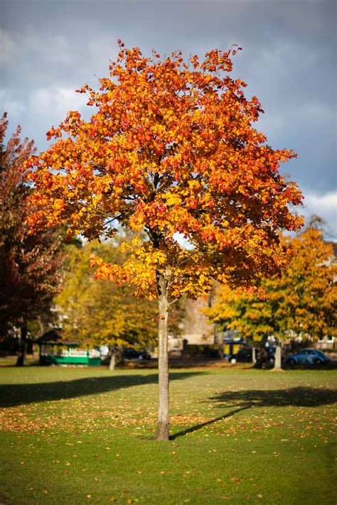 Hopefully we can learn from each. Free photo: Tree in Autumn - Autumn, Dry, Fall - Free ...