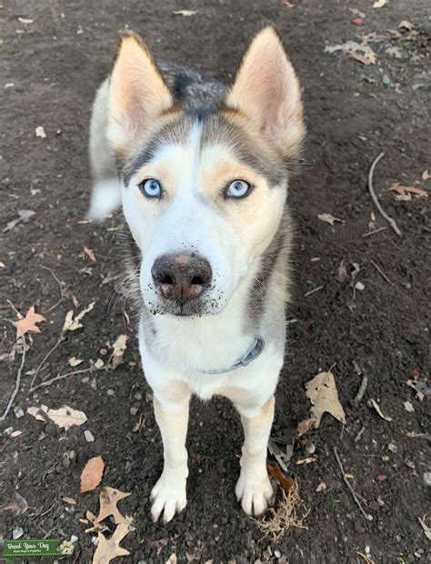 Malamutehusky Mix Looking For Lover Stud Dog Maryland Breed Your Dog