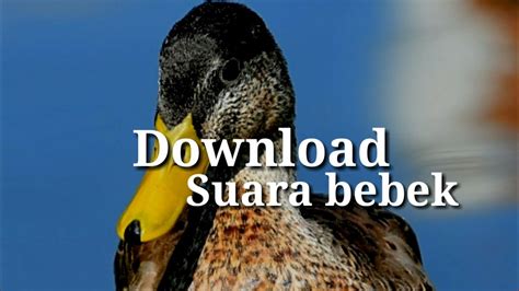 Terdapat beberapa efek transisi klasik seperti : Download Efek Suara Bebek Durasi Pendek - YouTube