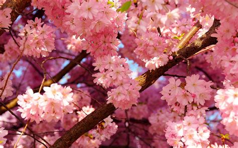 Pink Cherry Blossom Wallpapers Pictures Pink Flowers Wallpaper