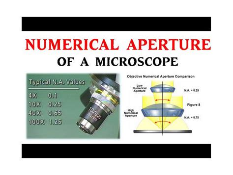 Microscope Objectives Numerical Aperture Na Explained