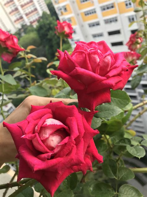 Monica Bellucci Rosas Bonitas Rosas Hermosas Rosas