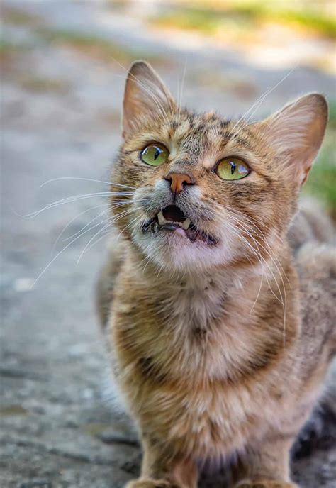 How Long Do Feral Cats Live For A Quick Guide To Their Lifespan