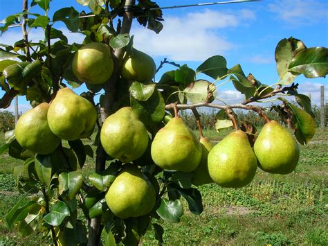 Dwarf Fruit Trees Produced By Waimea Nurseries