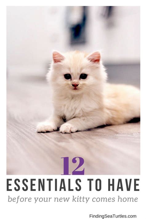 12 Essentials For The First Time Cat Owner First Time Cat Owner Cat