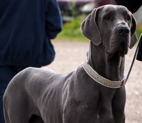 Giant dogs is usually serve as working dogs and military dogs. Big Dog Names | The 105 Best Names for Large Breed Dogs in ...