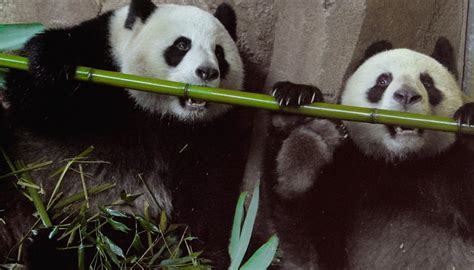 Why Are Pandas Endangered Animals Sciencing