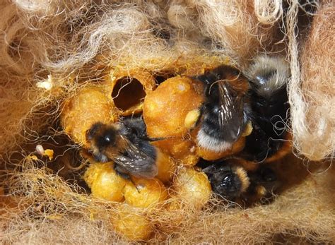 Bumblebee Nests Bumblebee Conservation Trust