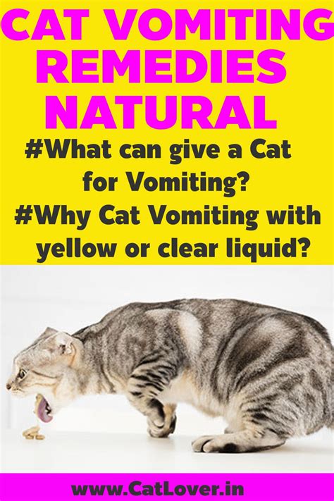 The clear liquids always come from the cat's digestive tract, which in many cases are stomach juices. Q&A Cat/Kitten Vomiting | Vomiting remedies, Cat remedies ...