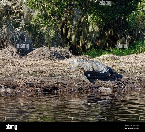 American Alligator Lying On Riverbank View From Rear Tail Curved