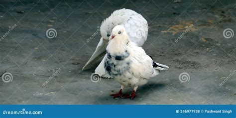 Two White Pigeons Stock Photo Image Of Domestica Standing 246977938