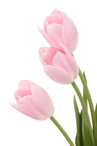 Welcome To The Dollhouse Pink Tulips Tulips Flowers Love Flowers