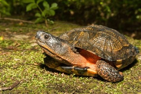 10 Different Types of Pet Turtle Breeds You Should Know ...