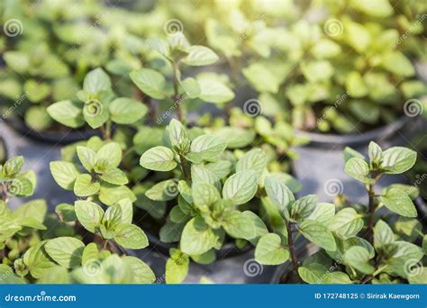 Black Mint Plant From Nursery Plant Hous Outdoor Day Light Stock Image