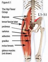 Hip Flexor Muscle Exercises Images