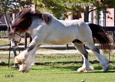 The gypsy vanner horse is a beautiful and rare new breed of horse envisioned by the european gypsies. Gypsy Vanner Horses for Sale | Mare | Perlino Paint | Tinkerbell Images - Frompo