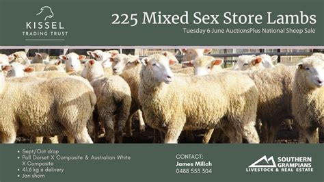 lot 364 225 mixed sex store lambs auctionsplus