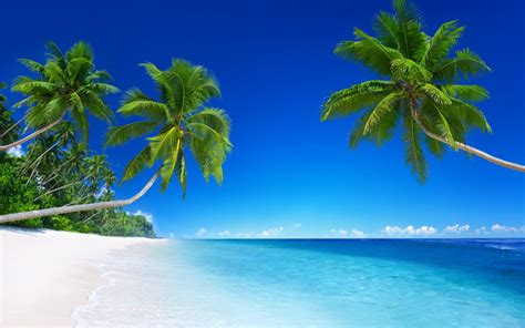 Beach Coast Sea Blue Green Palm Scenery Wallpaper Colorful