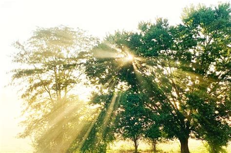 Morning Sun Beams Through Trees Stock Photo Download Image Now