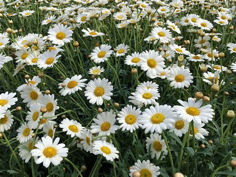 Page 3 Chamomile 1080p 2k 4k 5k Hd Wallpapers Free Download