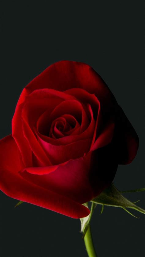 Red Rose 4k Wallpapers Top Free Red Rose 4k Backgrounds Wallpaperaccess