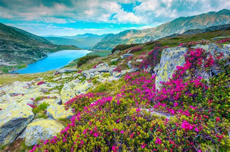 Mountain Pink Rhododendron Flowers Nature Stock Photos Creative Market