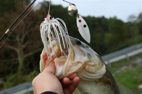 Best Bass Lures Rated By Seasoned Anglers Skate The Fly