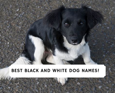 42 Best Black And White Dog Names 2024 We Love Doodles
