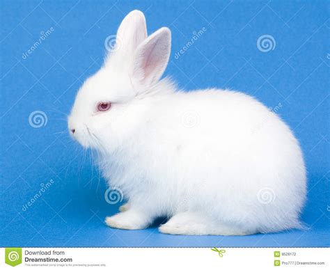 Cute White Baby Rabbit Stock Photography Image 8528172